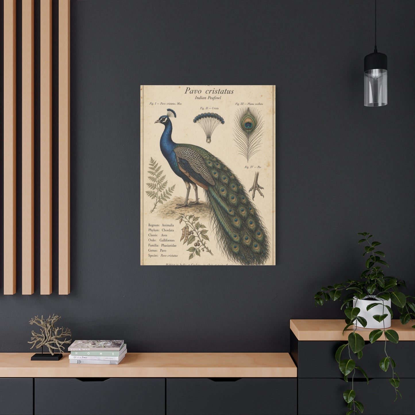 Antique Ornithology Peacock Illustration Wall Art & Canvas Print