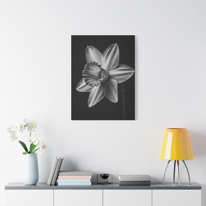 Monochrome Daffodil Grace Wall Art & Canvas Prints
