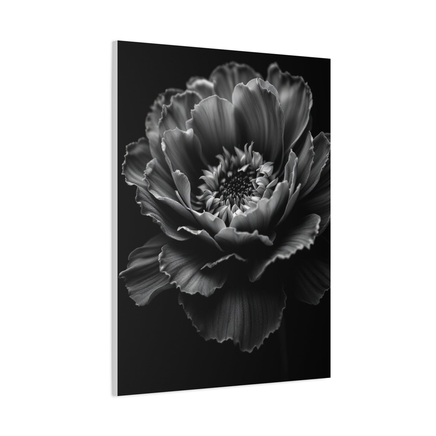 Layered Peony in Soft Shadow Wall Art & Canvas Prints