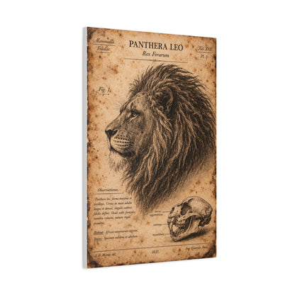 Vintage Lion Natural History Study Wall Art & Canvas Print
