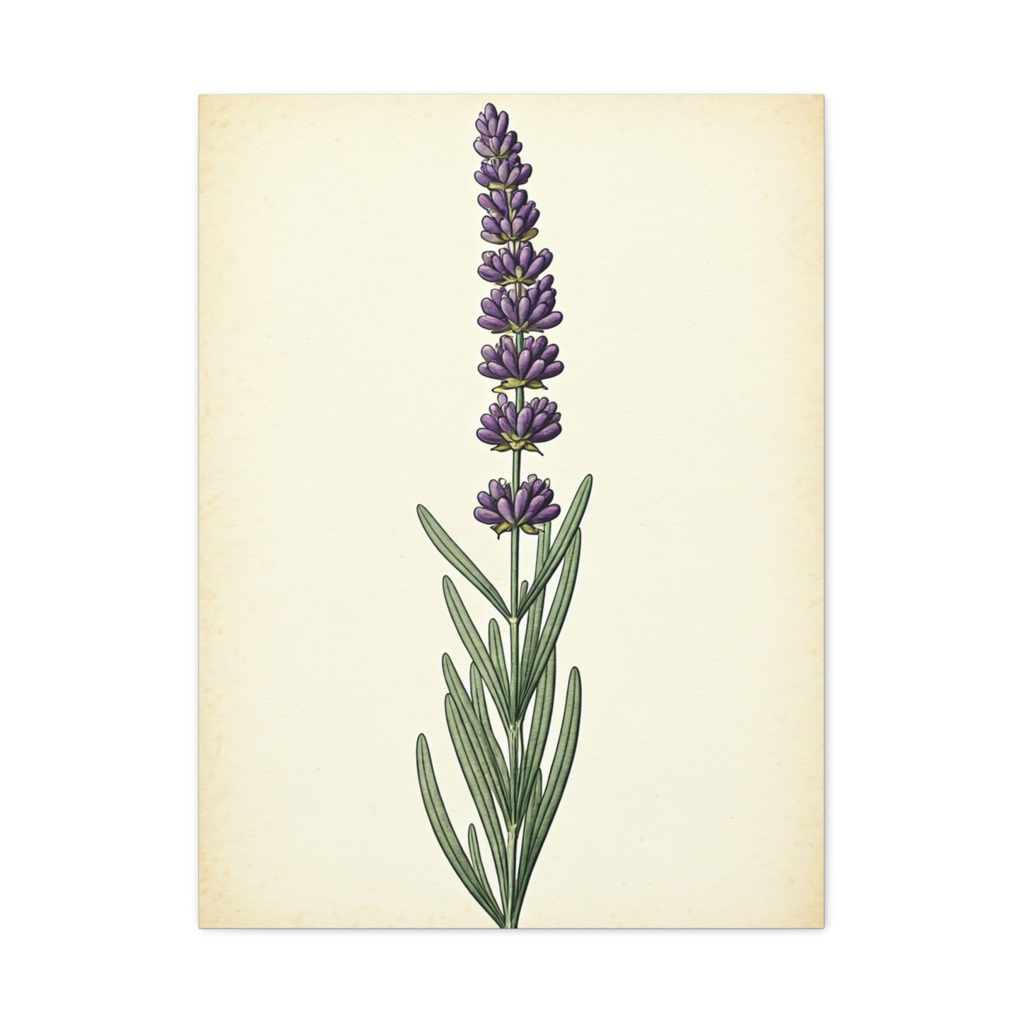 Lavender Stem Illustration Wall Art & Canvas Prints
