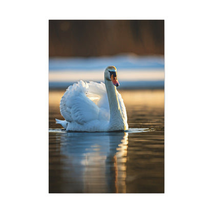 Swan on Still Water Wall Art & Canvas Prints