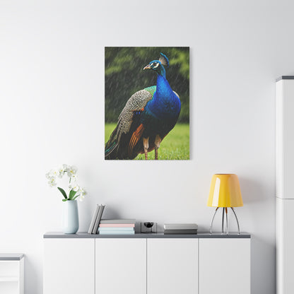 Majestic Peacock in the Rain Wall Art & Canvas Prints