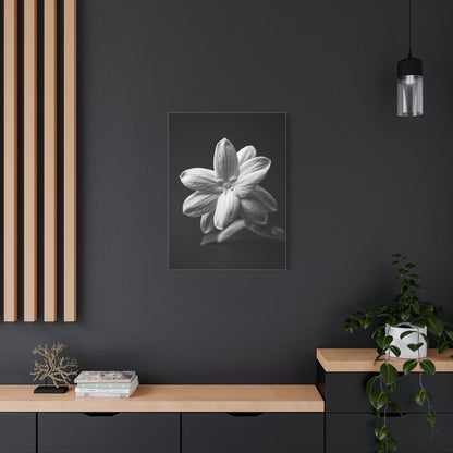 Midnight Jasmine Bloom Wall Art & Canvas Prints
