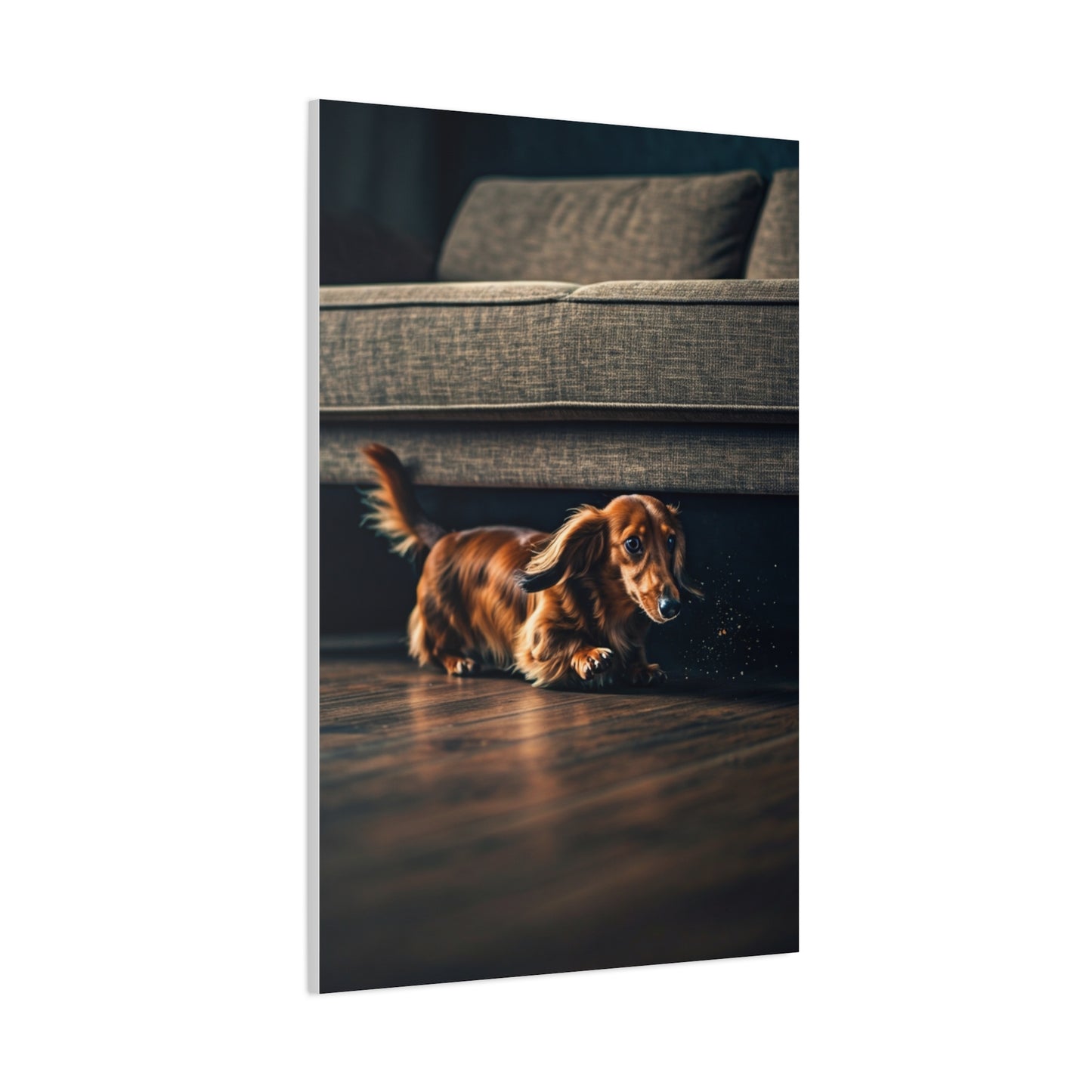 Playful Dash Dachshund Wall Art & Canvas Print