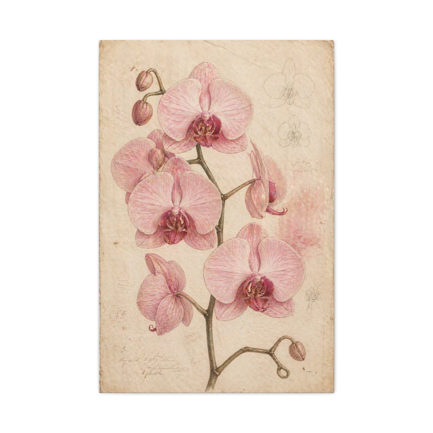 Vintage Orchid Botanical Study Wall Art & Canvas Print