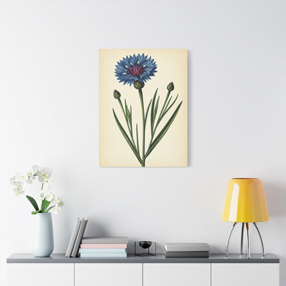 Cornflower Wildflower Illustration Wall Art & Canvas Prints