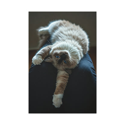 Serene Blue-Eyed Cat Wall Art & Canvas Prints