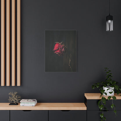 Withered Crimson Rose Still Life Wall Art & Canvas Print