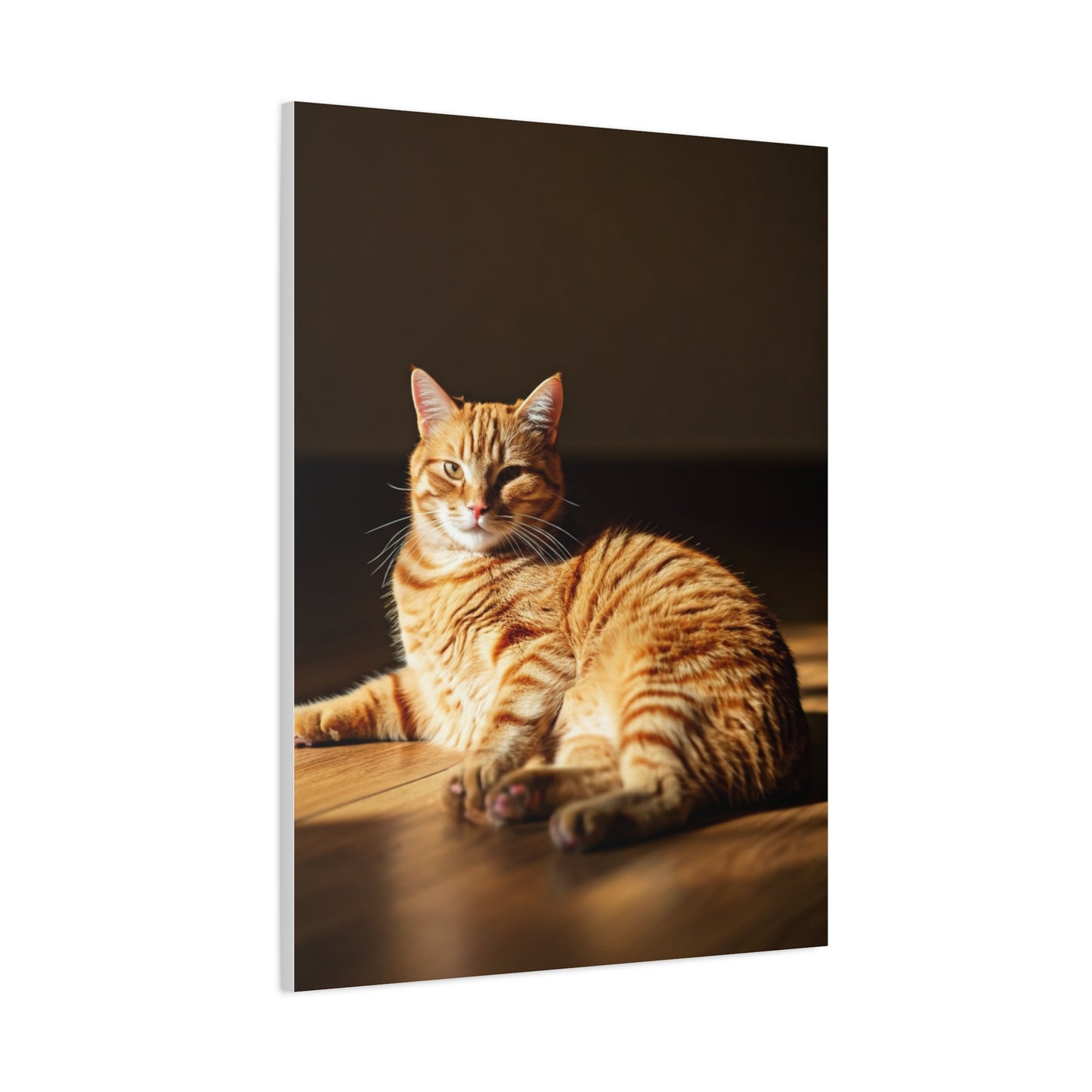 Sunlit Feline Serenity Wall Art & Canvas Print