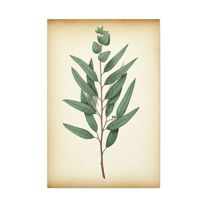 Eucalyptus Branch Illustration Wall Art & Canvas Prints