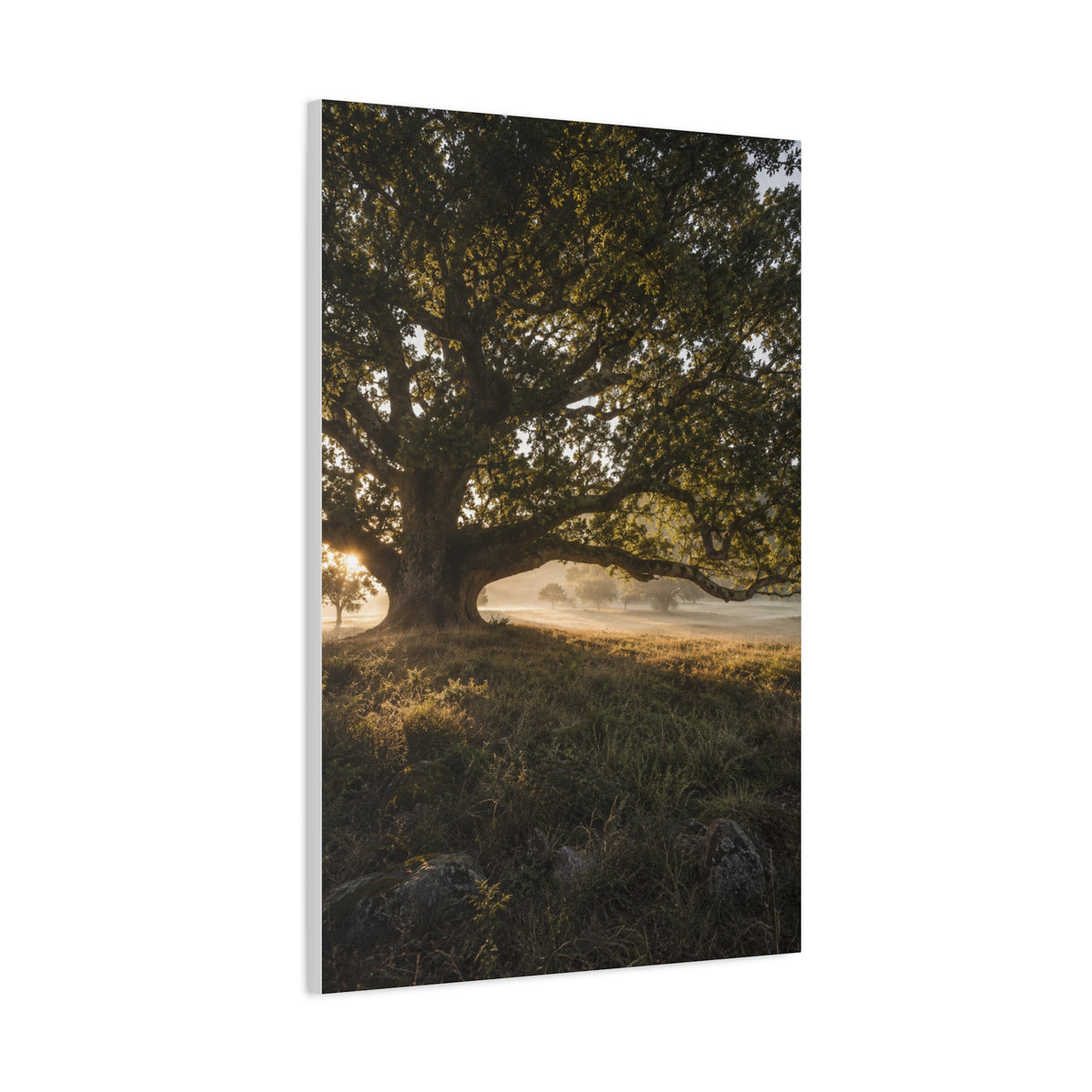 Ancient Oak Golden Dawn Landscape Trees Wall Art & Canvas Print