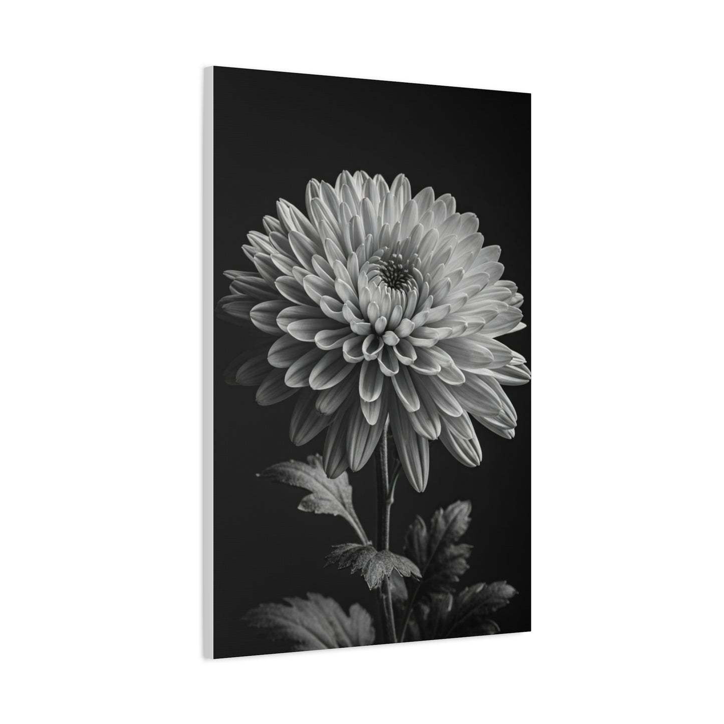 Chrysanthemum Bloom in Noir Wall Art & Canvas Prints