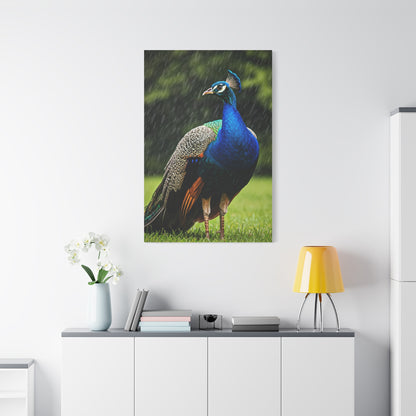 Majestic Peacock in the Rain Wall Art & Canvas Prints