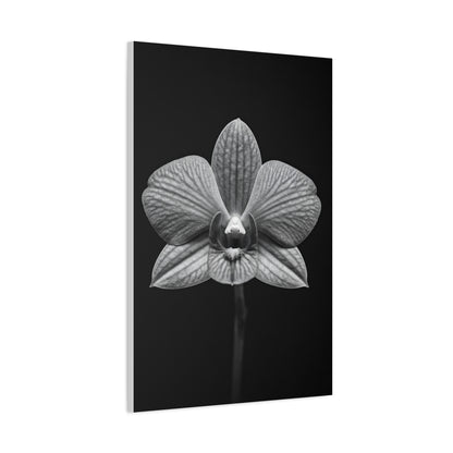 Orchid Serenity Study Wall Art & Canvas Prints