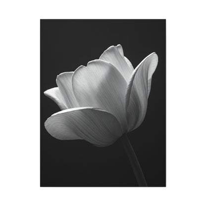 Orchid Symmetry in Black & White Wall Art & Canvas Prints