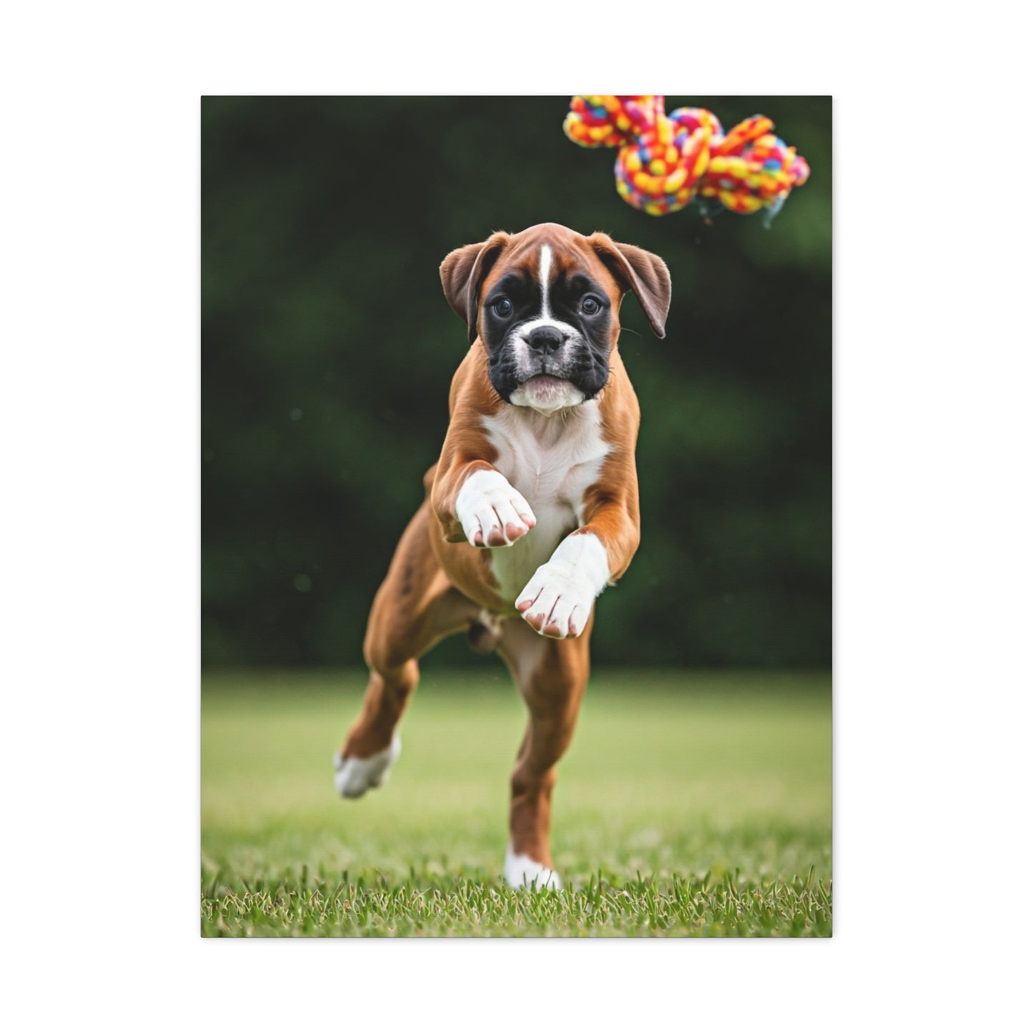 Playful Leap Boxer Wall Art & Canvas Print