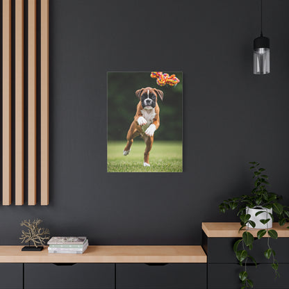 Playful Leap Boxer Wall Art & Canvas Print