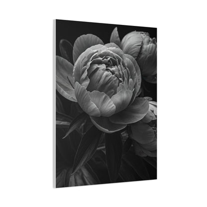 Peony Close-Up in Black and White Wall Art & Canvas Prints