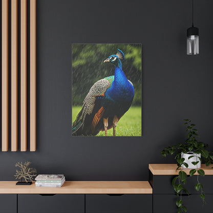 Majestic Peacock in the Rain Wall Art & Canvas Prints
