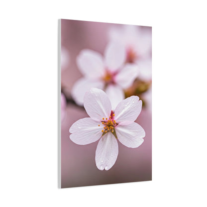 Soft Sakura Petal Macro Photography Wall Art & Canvas Prints