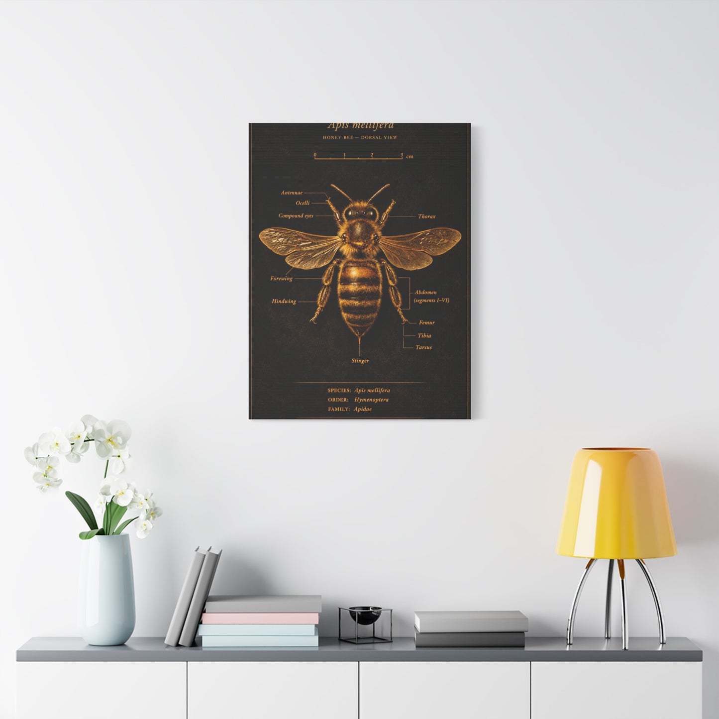 Gold Bee Entomology Study Wall Art & Canvas Print