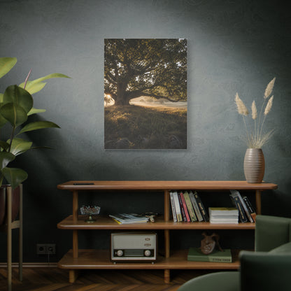 Ancient Oak Golden Dawn Landscape Trees Wall Art & Canvas Print