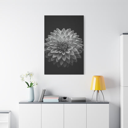 Dahlia Bloom in Shadow Monochrome Wall Art & Canvas Prints