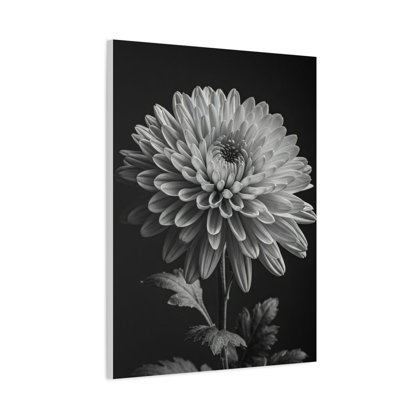 Chrysanthemum Bloom in Noir Wall Art & Canvas Prints