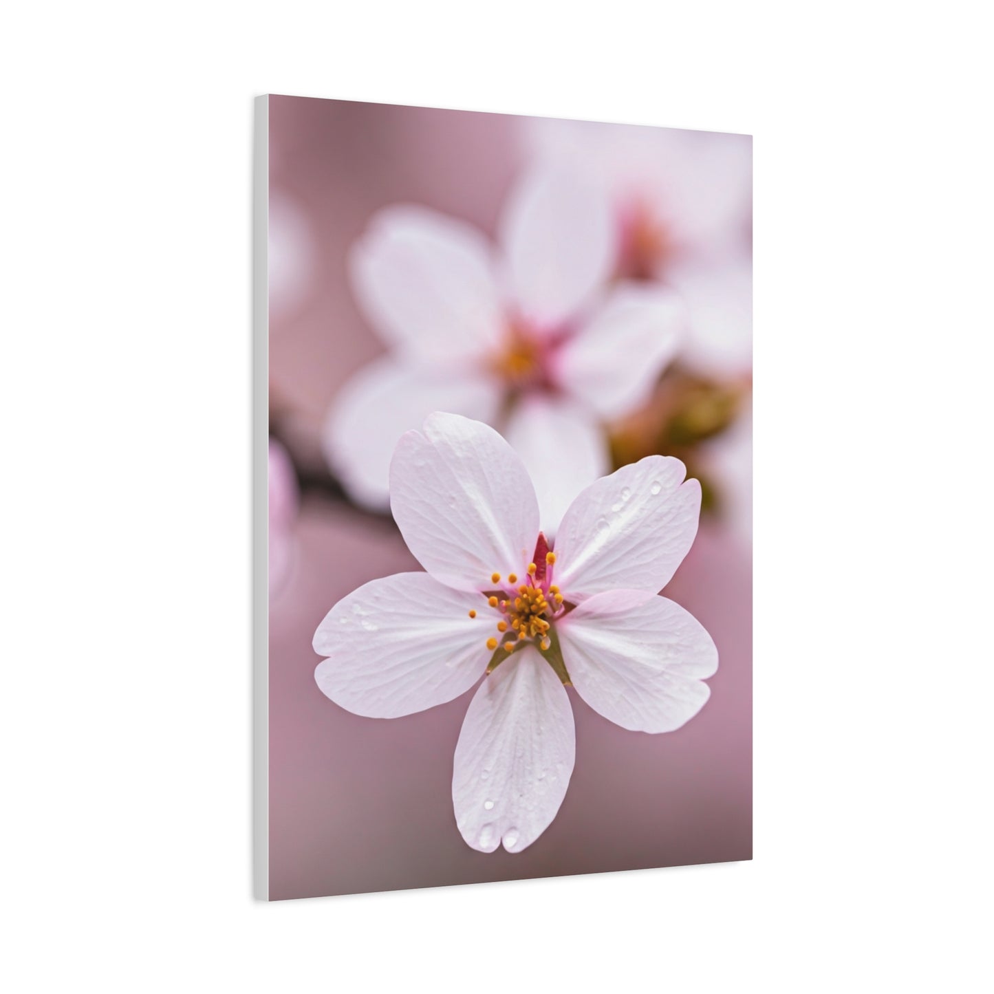 Soft Sakura Petal Macro Photography Wall Art & Canvas Prints