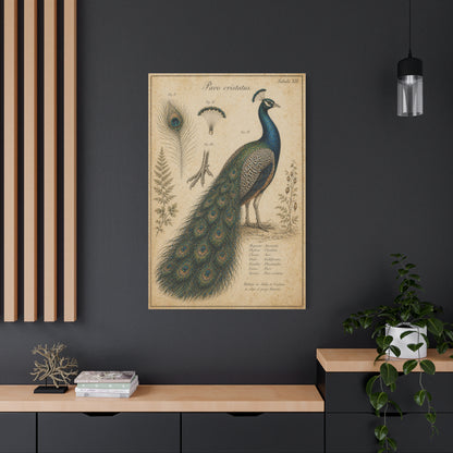 Victorian Scientific Peacock Study Wall Art & Canvas Print