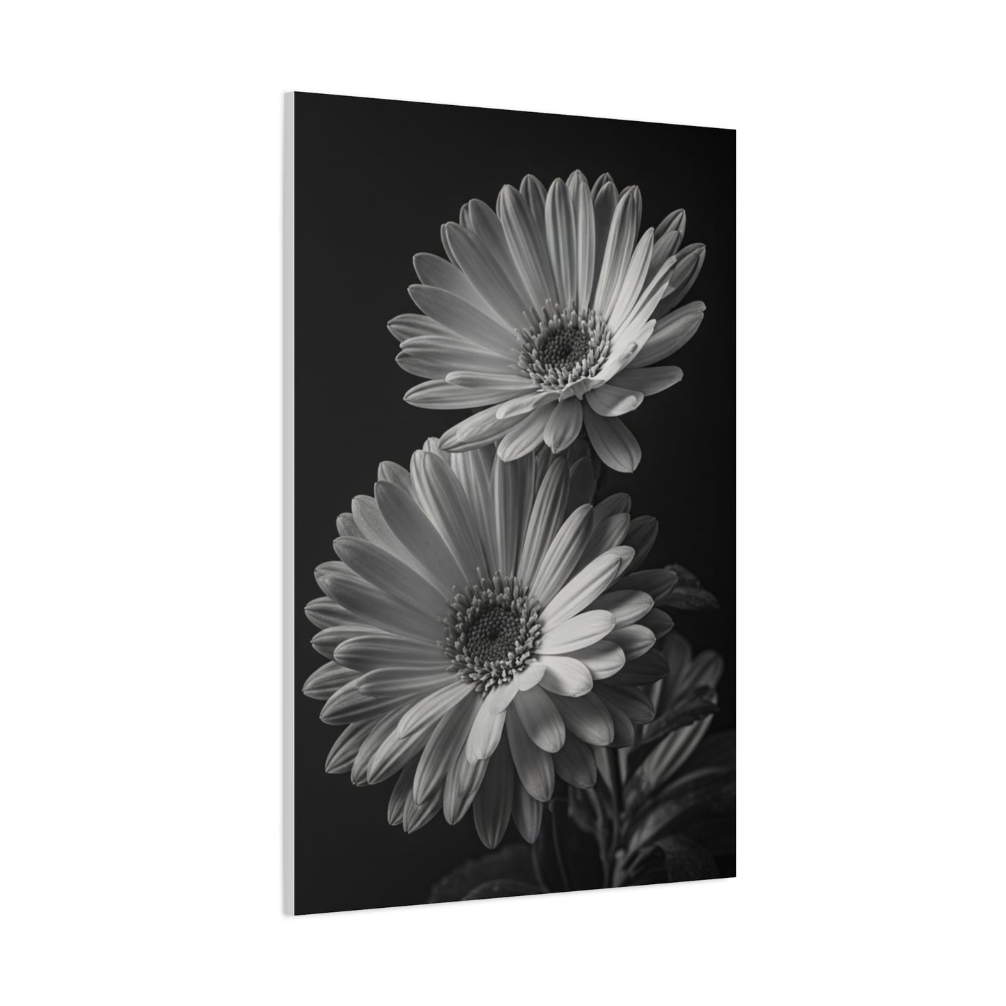 Timeless Gerbera Duo Monochrome Wall Art & Canvas Prints