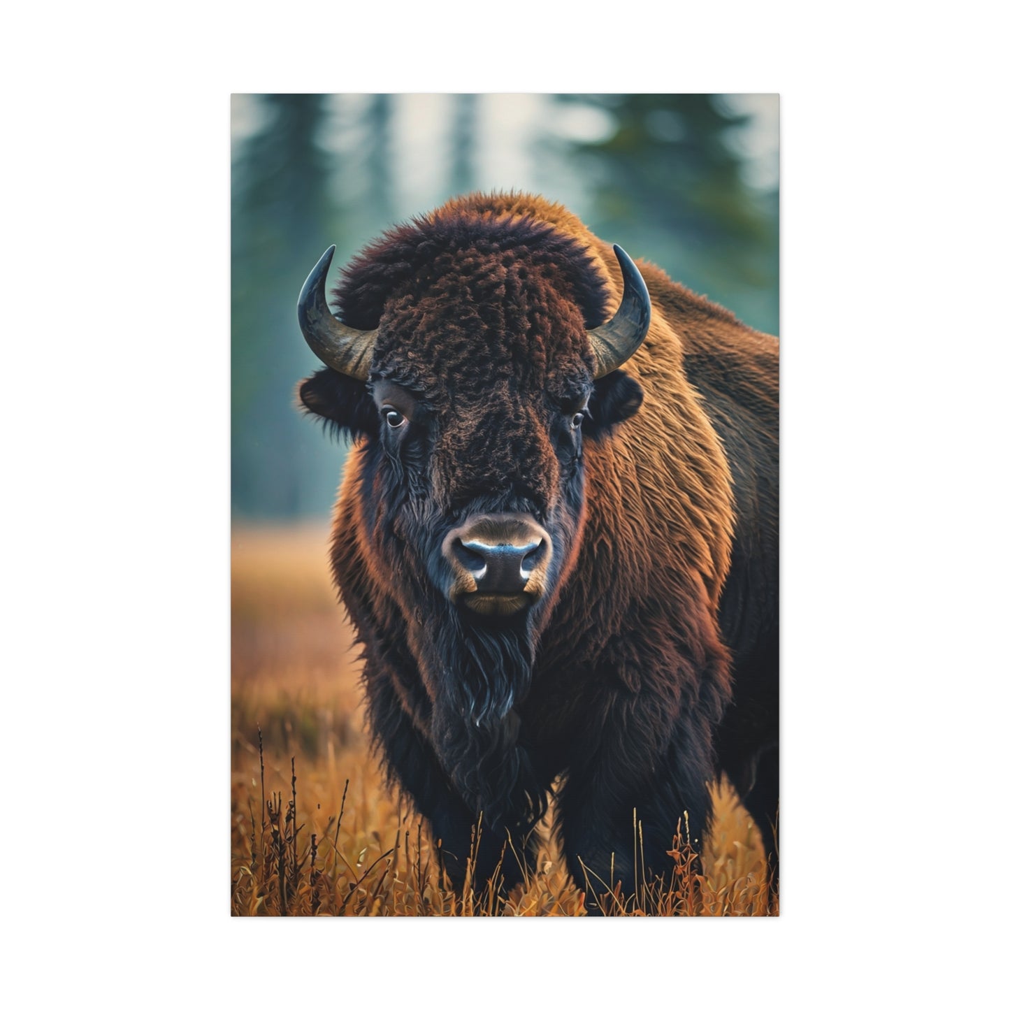American Bison in Autumn Prairie Light Wall Art & Canvas Print