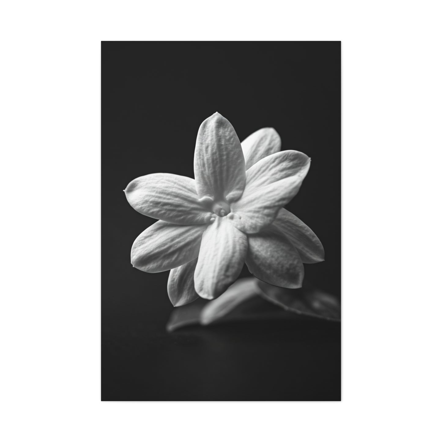 Midnight Jasmine Bloom Wall Art & Canvas Prints