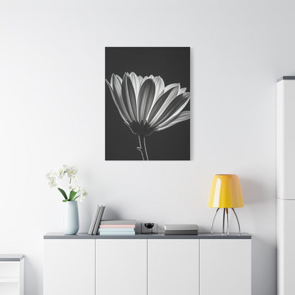 Classic Gerbera Bloom in Shadow Wall Art & Canvas Prints