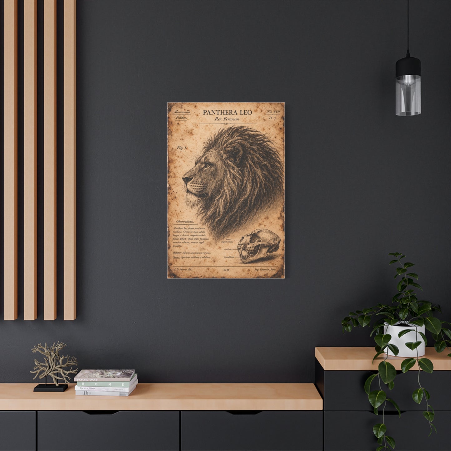 Vintage Lion Natural History Study Wall Art & Canvas Print