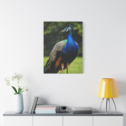 Majestic Peacock in the Rain Wall Art & Canvas Prints