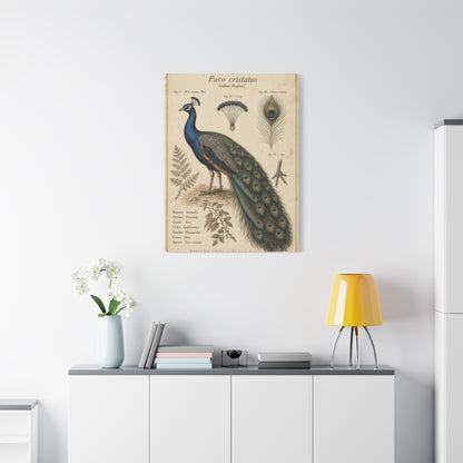 Antique Ornithology Peacock Illustration Wall Art & Canvas Print