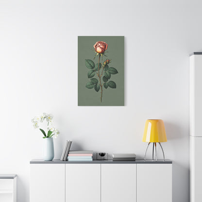Vintage Rose Study Illustration Wall Art & Canvas Prints