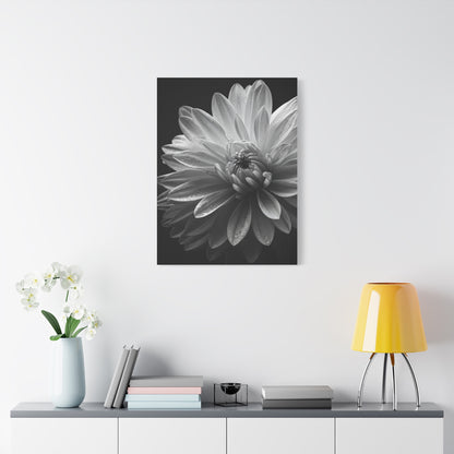 Chrysanthemum in Timeless Shadow Wall Art & Canvas Prints