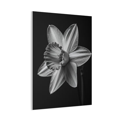 Monochrome Daffodil Grace Wall Art & Canvas Prints