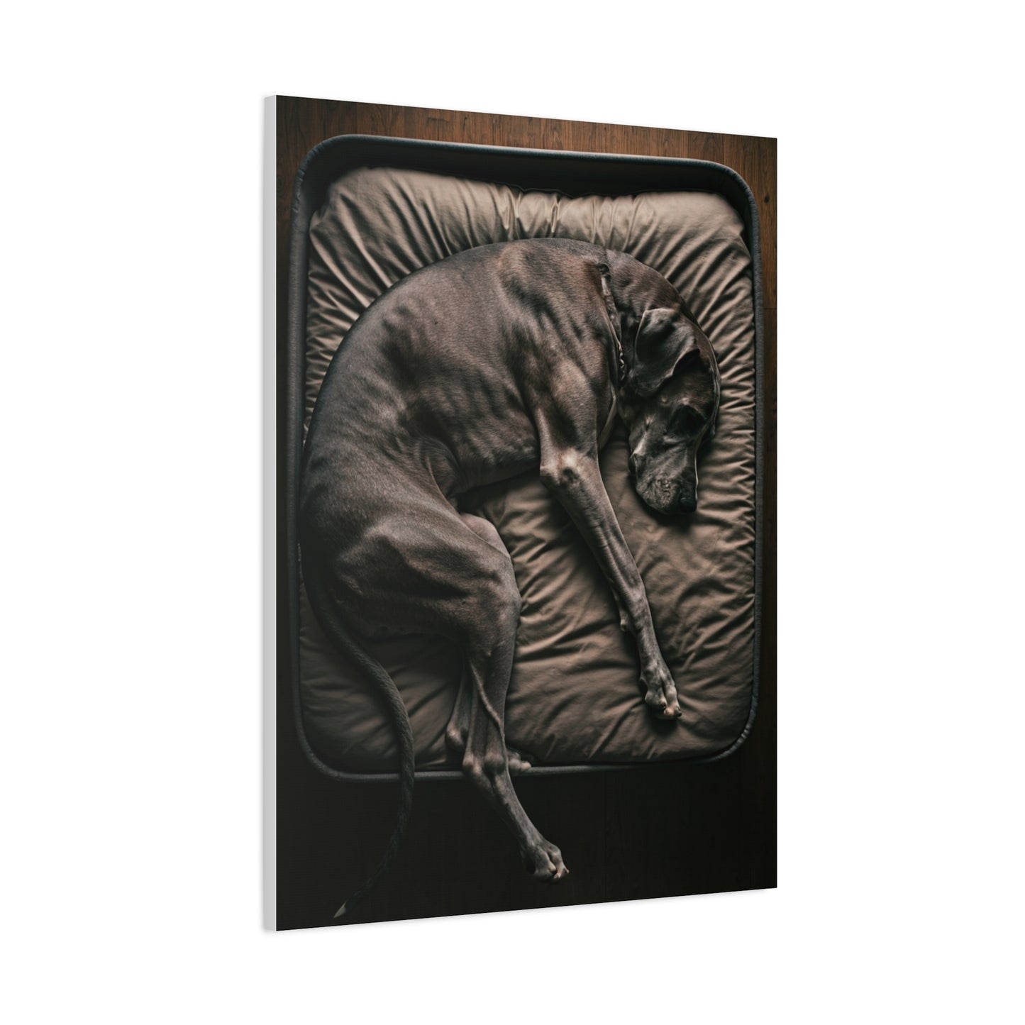 Peaceful Slumber Canine Wall Art & Canvas Print