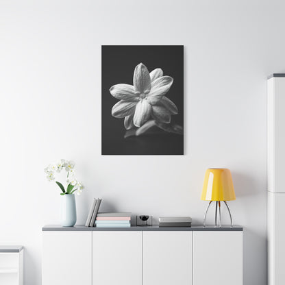 Midnight Jasmine Bloom Wall Art & Canvas Prints