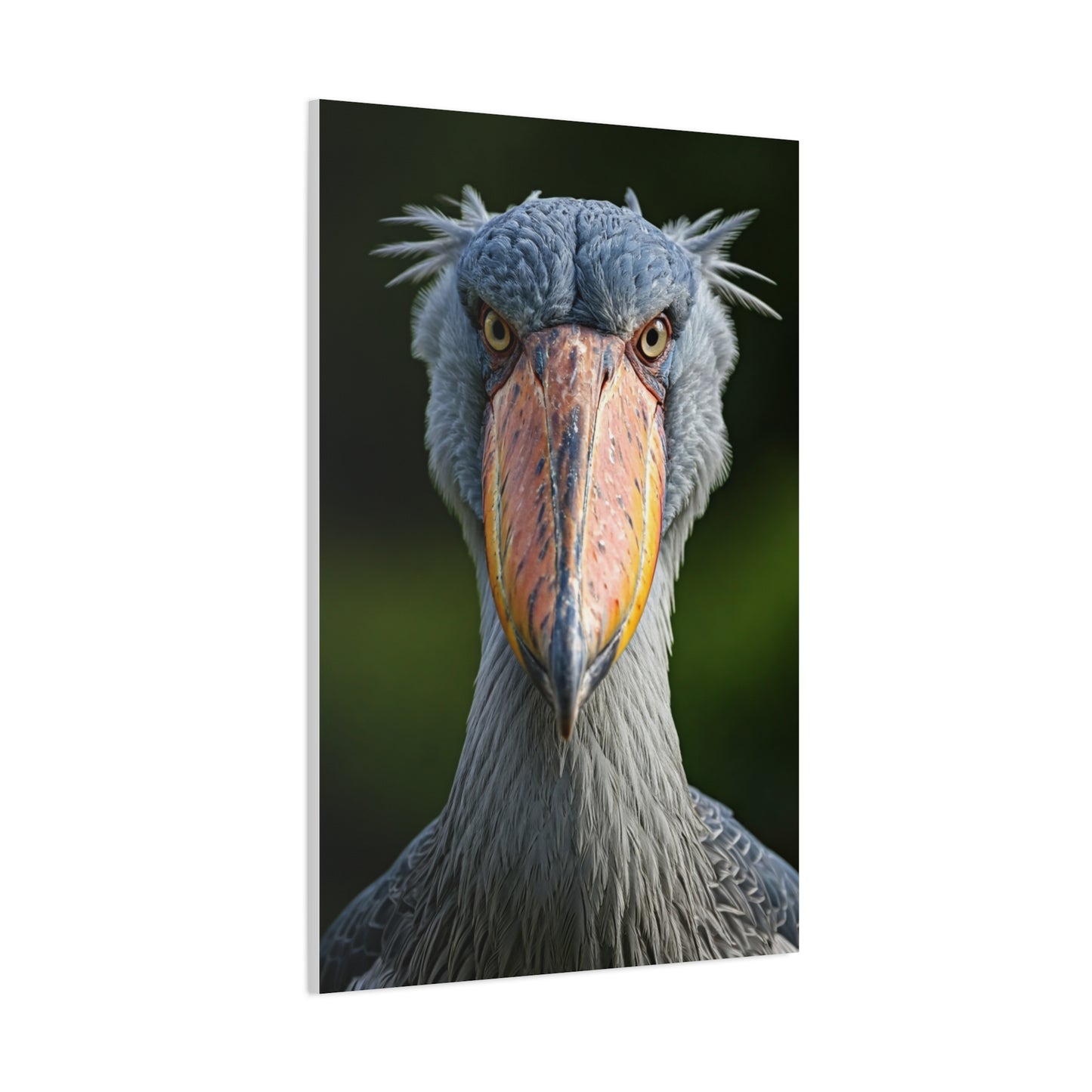 Majestic Shoebill Stork Close-Up Wall Art & Canvas Prints