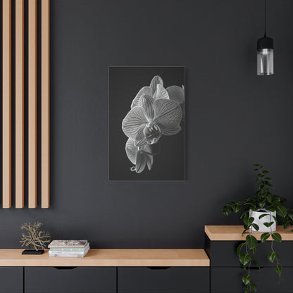 Elegant Orchid Portrait Monochrome Wall Art & Canvas Prints