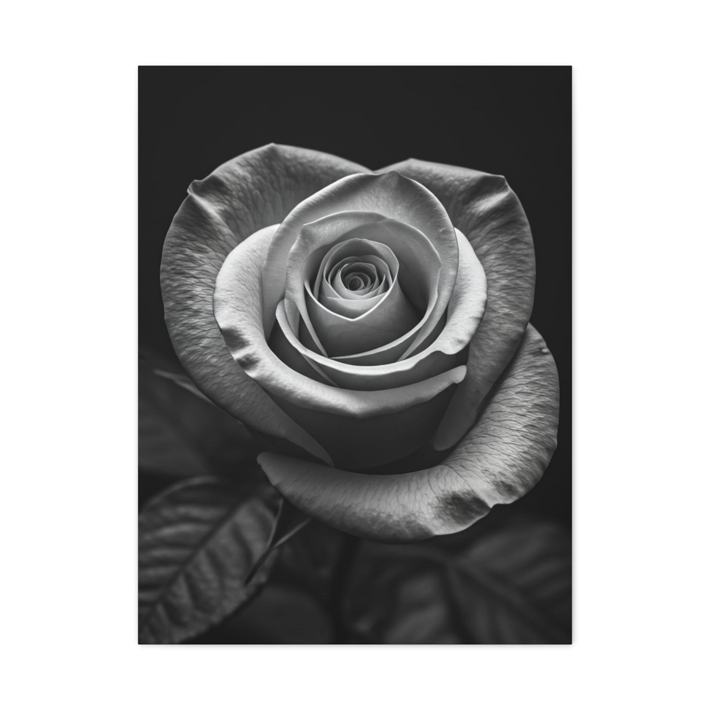 Classic Rose Close-Up Monochrome Wall Art & Canvas Prints