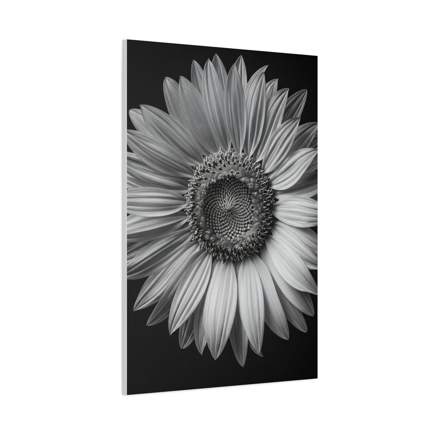 Velvet Orchid Bloom in Monochrome Wall Art & Canvas Prints