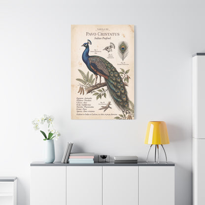 Vintage Natural History Peacock Study Wall Art & Canvas Print