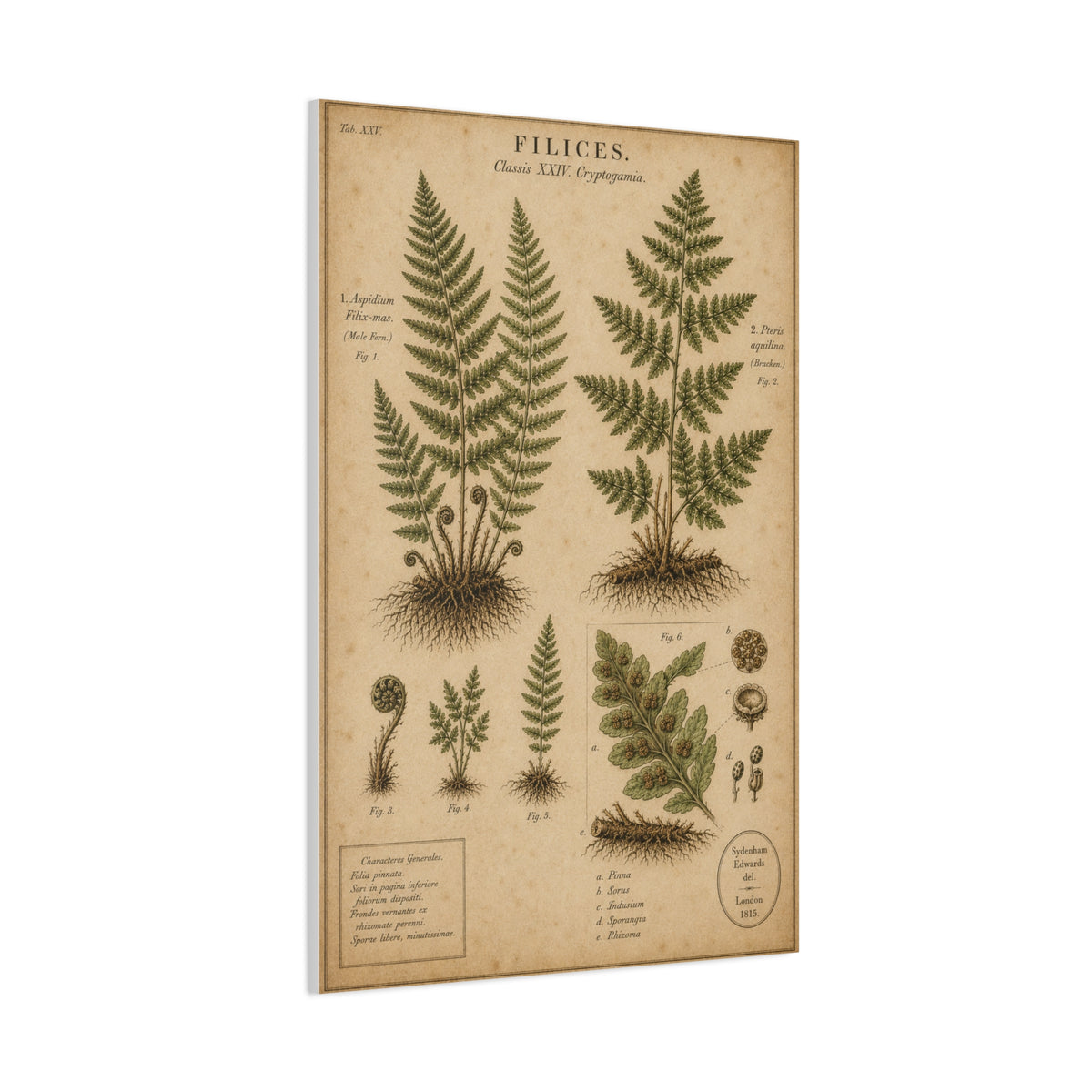Antique Fern Herbarium Plate Wall Art & Canvas Print