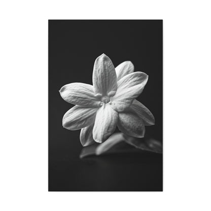 Midnight Jasmine Bloom Wall Art & Canvas Prints